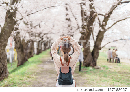 Woman tourist sightseeing Sakura Cherry Blossom in Spring. Happy traveler travel near Hinokinai River riverbank in Kakunodate town, Semboku District, Akita Prefecture, Japan. Landmark and Vacation 137188037