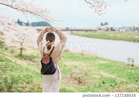 Woman tourist sightseeing Sakura Cherry Blossom in Spring. Happy traveler travel near Hinokinai River riverbank in Kakunodate town, Semboku District, Akita Prefecture, Japan. Landmark and Vacation 137188038