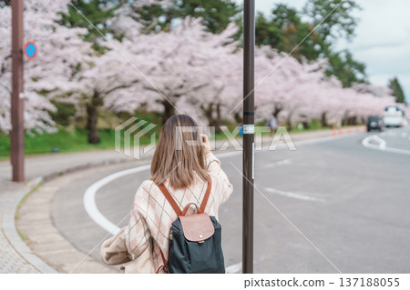 Woman tourist sightseeing Hirosaki Castle park with Sakura Cherry Blossom in Spring, traveler travel in Hirosaki city, Aomori, Tohoku, Japan. Landmark famous in Japan. Travel and Vacation destination 137188055