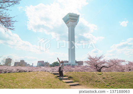 Woman tourist sightseeing Goryokaku Tower park with Sakura Cherry Blossom in Spring, happy traveler travel in Hakodate city, Hokkaido, Japan. famous Landmark, Japan Travel and Vacation destination 137188063