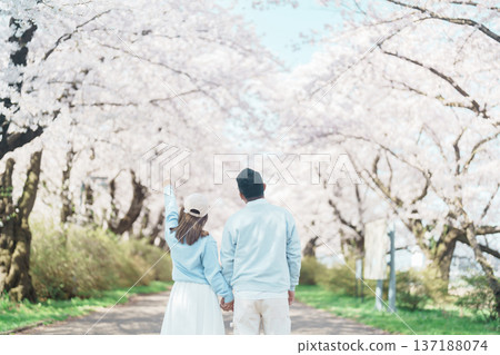 Couple tourist sightseeing Kitakami Tenshochi Park with Sakura Cherry Blossom in Spring, traveler travel in Kitakami festival, Iwate prefecture, Japan. Landmark for Travel and Vacation destination 137188074