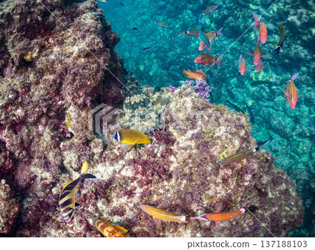 A large scorpionfish (Carcharhinidae) and a school of goatfish, butterflyfish, and other fish. Hirizohama Beach, Nakagi, Minamiizu Town, Shizuoka Prefecture 137188103