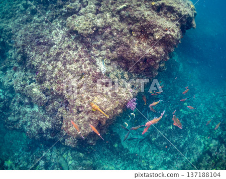 一隻大型蝎子魚(Carcharhinidae)和一群羊魚、蝴蝶魚及其他魚類。靜岡縣南飯津町中木市平枝濱海灘 一隻大型蝎子魚(Carcharhinidae)和一群羊魚、蝴蝶魚及其他魚類。靜岡縣南飯津町中木市平枝濱海灘 137188104