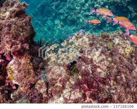 一隻大型蝎子魚(Carcharhinidae)和一群羊魚、蝴蝶魚及其他魚類。靜岡縣南飯津町中木市平枝濱海灘 一隻大型蝎子魚(Carcharhinidae)和一群羊魚、蝴蝶魚及其他魚類。靜岡縣南飯津町中木市平枝濱海灘 137188106