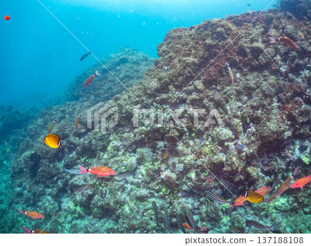 A large scorpionfish (Carcharhinidae) and a school of goatfish, butterflyfish, and other fish. Hirizohama Beach, Nakagi, Minamiizu Town, Shizuoka Prefecture 137188108