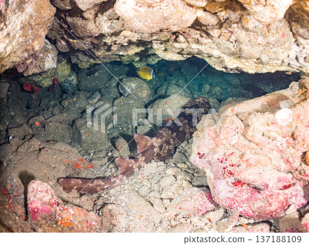 一隻大型蝎子魚(Carcharhinidae)和一群羊魚、蝴蝶魚及其他魚類。靜岡縣南飯津町中木市平枝濱海灘 一隻大型蝎子魚(Carcharhinidae)和一群羊魚、蝴蝶魚及其他魚類。靜岡縣南飯津町中木市平枝濱海灘 137188109
