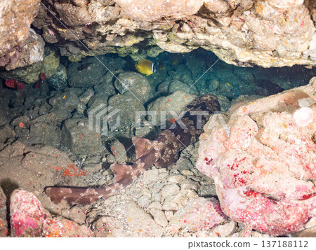 一隻大型蝎子魚(Carcharhinidae)和一群羊魚、蝴蝶魚及其他魚類。靜岡縣南飯津町中木市平枝濱海灘 一隻大型蝎子魚(Carcharhinidae)和一群羊魚、蝴蝶魚及其他魚類。靜岡縣南飯津町中木市平枝濱海灘 137188112