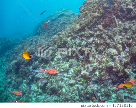 一隻大型蝎子魚（Carcharhinidae）和一群羊魚、蝴蝶魚及其他魚類。靜岡縣南飯津町中木市平枝濱海灘 137188113