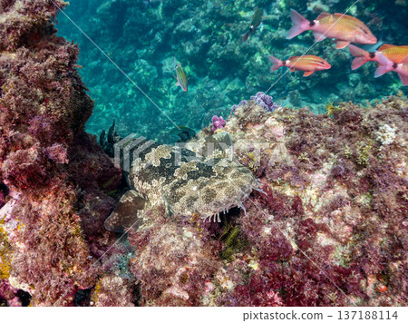 A large scorpionfish (Carcharhinidae) and a school of goatfish, butterflyfish, and other fish. Hirizohama Beach, Nakagi, Minamiizu Town, Shizuoka Prefecture 137188114