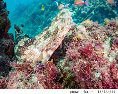 一隻大型蝎子魚（Carcharhinidae）和一群羊魚、蝴蝶魚及其他魚類。靜岡縣南飯津町中木市平枝濱海灘 137188115