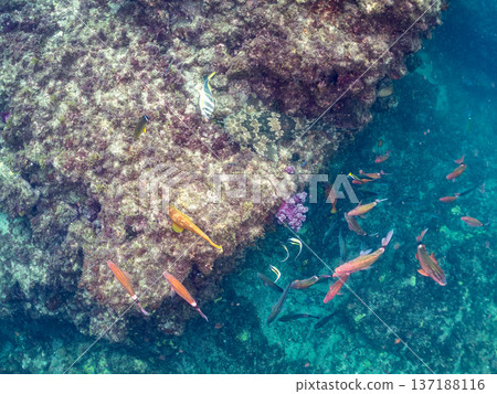 一隻大型蝎子魚(Carcharhinidae)和一群羊魚、蝴蝶魚及其他魚類。靜岡縣南飯津町中木市平枝濱海灘 一隻大型蝎子魚(Carcharhinidae)和一群羊魚、蝴蝶魚及其他魚類。靜岡縣南飯津町中木市平枝濱海灘 137188116