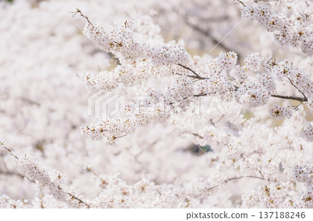 beautiful Spring day, Cherry blossom against blue sky in park, Somei Yoshino Sakura blooming in sunshine day. Japan Travel background, template and wallpaper for spring season and Hanami picnic 137188246