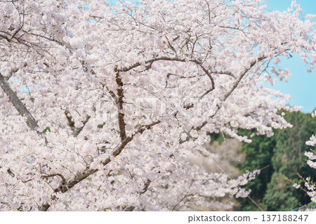beautiful Spring day, Cherry blossom against blue sky in park, Somei Yoshino Sakura blooming in sunshine day. Japan Travel background, template and wallpaper for spring season and Hanami picnic 137188247