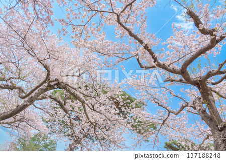 beautiful Spring day, Cherry blossom against blue sky in park, Somei Yoshino Sakura blooming in sunshine day. Japan Travel background, template and wallpaper for spring season and Hanami picnic 137188248