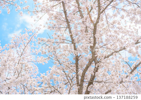 beautiful Spring day, Cherry blossom against blue sky in park, Somei Yoshino Sakura blooming in sunshine day. Japan Travel background, template and wallpaper for spring season and Hanami picnic 137188259