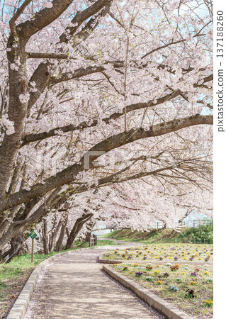 Tendo Park or Maizuru Park with Sakura Cherry Blossom in Spring season, landmark popular for tourist attractions in Yamagata prefecture, Tohoku, Japan 137188260