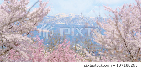 Sakura Cherry Blossom with snow mountain in Spring season, Tendo Park or Maizuru Park, landmark popular for tourist attractions in Yamagata prefecture, Tohoku, Japan 137188265