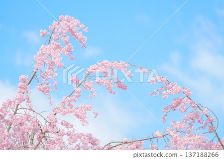 beautiful Spring day, sakura Cherry blossom against blue sky in park, Shidarezakura Weeping Cherry blooming in sunshine day. Japan Travel background, template and wallpaper for spring season 137188266