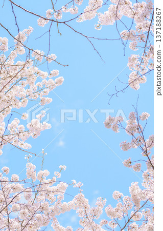 beautiful Spring day, Cherry blossom against blue sky in park, Somei Yoshino Sakura blooming in sunshine day. Japan Travel background, template and wallpaper for spring season and Hanami picnic 137188267