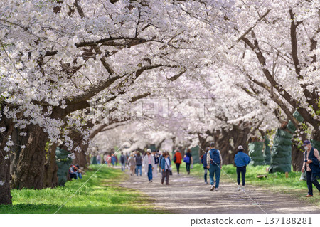 Kitakami Tenshochi Park with Sakura Cherry Blossom in Spring, Kitakami festival in Iwate prefecture, Japan. Famous Landmark for Travel and Vacation destination 137188281