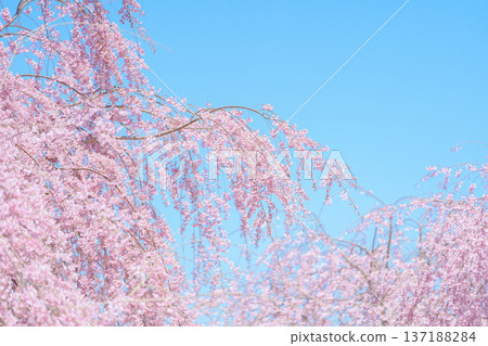 beautiful Spring day, Cherry blossom against blue sky in park, Shidarezakura Weeping Sakura blooming in sunshine day. Japan Travel background, template and wallpaper for spring season and Hanami 137188284