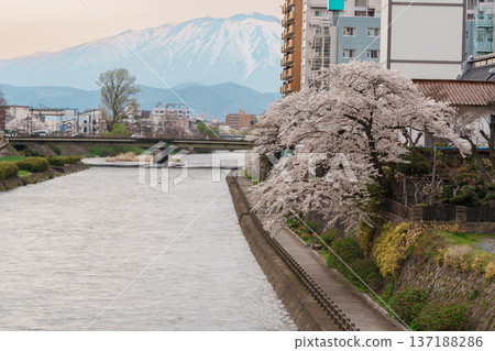 Beautiful Iwate mountain and Kitakami river with flowers blooming in Spring season, cityscape against blue sky in Morioka city, Iwate prefecture, Japan. famous Landmark Travel and Vacation destination Beautiful Iwate mountain and Kitakami river with flowers blooming in Spring season, cityscape against blue sky in Morioka city, Iwate prefecture, Japan. famous Landmark Travel and Vacation destination 137188286