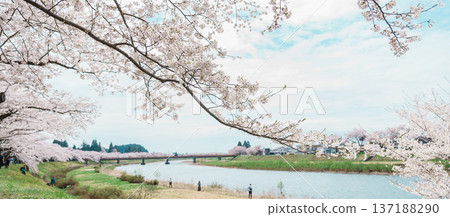 Beautiful Sakura Cherry Blossom in Hinokinai River riverbank in Kakunodate town, Semboku District, Akita Prefecture, Japan. Landmark and Vacation in spring season 137188290
