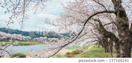 Beautiful Sakura Cherry Blossom in Hinokinai River riverbank in Kakunodate town, Semboku District, Akita Prefecture, Japan. Landmark and Vacation in spring season 137188291