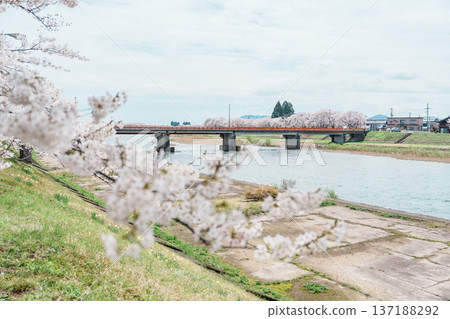 Beautiful Sakura Cherry Blossom in Hinokinai River riverbank in Kakunodate town, Semboku District, Akita Prefecture, Japan. Landmark and Vacation in spring season 137188292