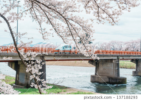 Beautiful Sakura Cherry Blossom in Hinokinai River riverbank in Kakunodate town, Semboku District, Akita Prefecture, Japan. Landmark and Vacation in spring season 137188293