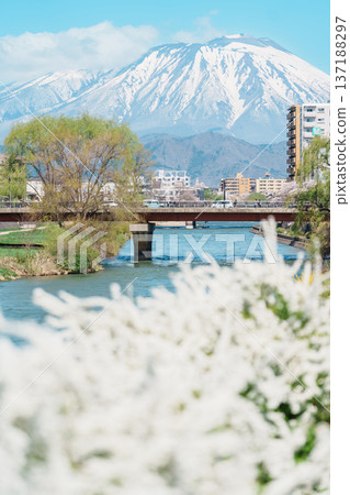 Beautiful Iwate mountain and Kitakami river with flowers blooming in Spring season, cityscape against blue sky in Morioka city, Iwate prefecture, Japan. famous Landmark Travel and Vacation destination Beautiful Iwate mountain and Kitakami river with flowers blooming in Spring season, cityscape against blue sky in Morioka city, Iwate prefecture, Japan. famous Landmark Travel and Vacation destination 137188297