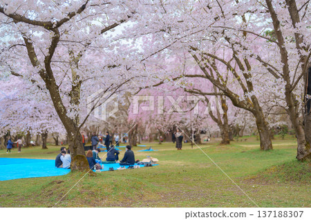 Tourists sightseeing and Hanami picnic at Hirosaki Cherry Blossom Festival, traveling in Hirosaki castle park, Aomori, Tohoku, Japan. Landmark famous in Japan. Travel and Vacation destination Tourists sightseeing and Hanami picnic at Hirosaki Cherry Blossom Festival, traveling in Hirosaki castle park, Aomori, Tohoku, Japan. Landmark famous in Japan. Travel and Vacation destination 137188307