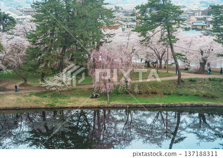 Beautiful Sakura Cherry Blossom and Iwaki mount in Hirosaki Castle park, traveling in Hirosaki city, Aomori, Tohoku, Japan. Landmark famous in Japan. Travel and Vacation destination 137188311