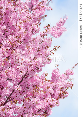 beautiful Spring day, Cherry blossom against blue sky in park, pink Sakura blooming in sunshine day. Japan Travel background, template and wallpaper for spring season and Hanami picnic 137188324