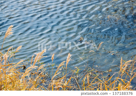 Reeds shining in the sunlight on a winter river 18 137188376