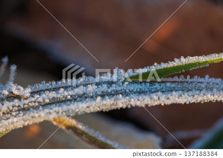 Winter morning: Macro photography of frozen grass 24 137188384