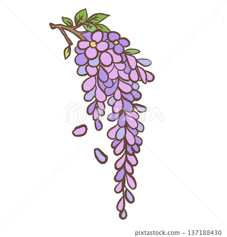 Hanging wisteria flower cluster with green leaves and falling petals hand drawn romantic spring botanical illustration for elegant decor and stationery Hanging wisteria flower cluster with green leaves and falling petals hand drawn romantic spring botanical illustration for elegant decor and stationery 137188430