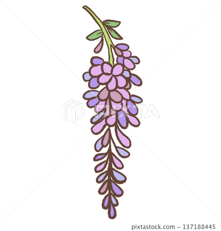 Single hanging wisteria flower cluster hand drawn floral illustration romantic spring botanical element for wedding decor and elegant stationery Single hanging wisteria flower cluster hand drawn floral illustration romantic spring botanical element for wedding decor and elegant stationery 137188445