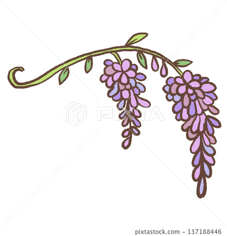 Two hanging wisteria flower clusters on curved stem hand drawn floral illustration romantic garden botanical element for wedding stationery and decor 137188446