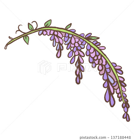 Curved wisteria vine branch with purple hanging blossoms hand drawn floral illustration romantic spring botanical element for wedding decor and feminine designs 137188448