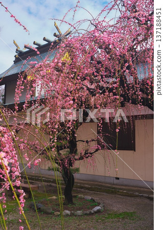 Yuki Shrine, Tsu City, Mie Prefecture: Weeping plum blossoms in full bloom and the shrine building 137188451