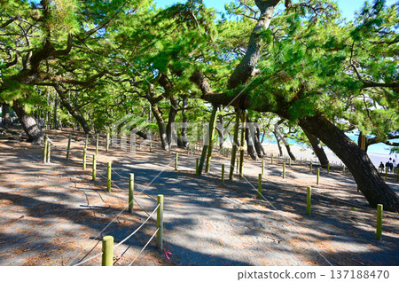 靜岡市三保之松原,一條綠樹成蔭的街道 靜岡市三保之松原,一條綠樹成蔭的街道 137188470