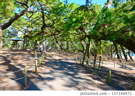 靜岡市三保之松原,一條綠樹成蔭的街道 靜岡市三保之松原,一條綠樹成蔭的街道 137188471