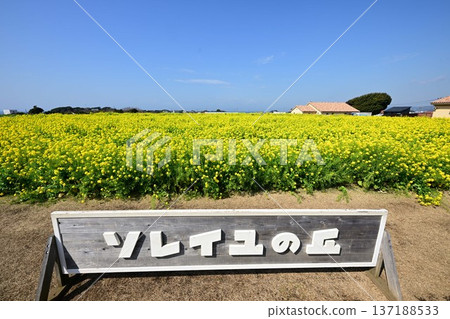 Rape flower fields and Soleil Hill Rape flower fields and Soleil Hill 137188533