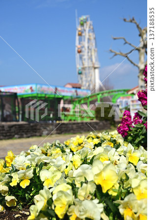 Pansy and Ferris wheel Pansy and Ferris wheel 137188535