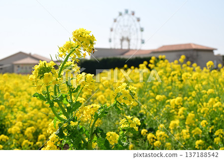 Rape flower and Ferris wheel Rape flower and Ferris wheel 137188542