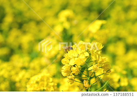 油菜花和蜜蜂 137188551