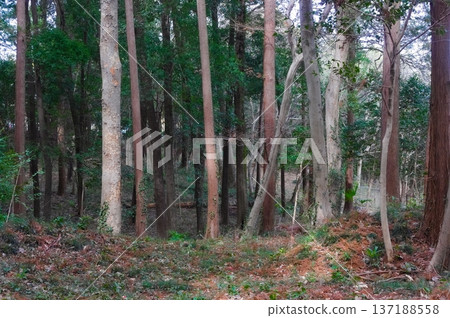 Around the wild plant conservation area in Kashiwa City, Chiba Prefecture, February 2026 137188558