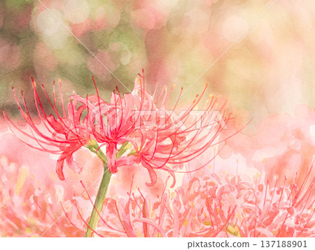 Spider lilies in full bloom Spider lilies in full bloom 137188901