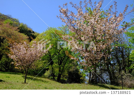 重瓣櫻花與翠綠樹木在藍天映襯下閃閃發光 [相模原市築井，四月] 137188921
